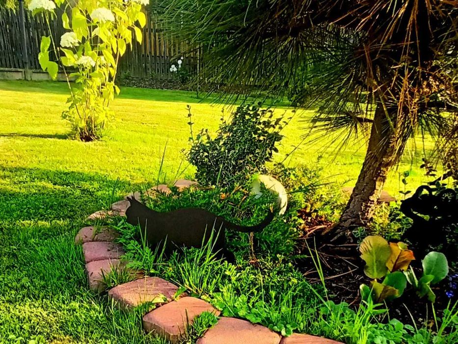 Kot 5 Rysiek Metalowa ozdoba dekoracyjna do ogrodu Czarna