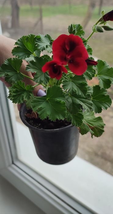 Пеларгонія зональна, королівська герань