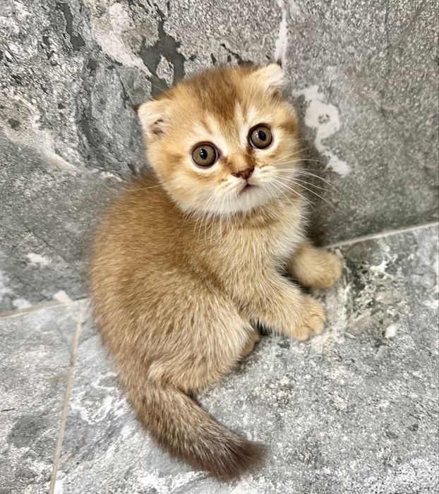 Шикарний антистрес