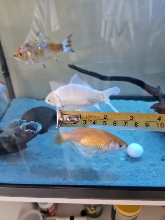 Peixe aquário grande