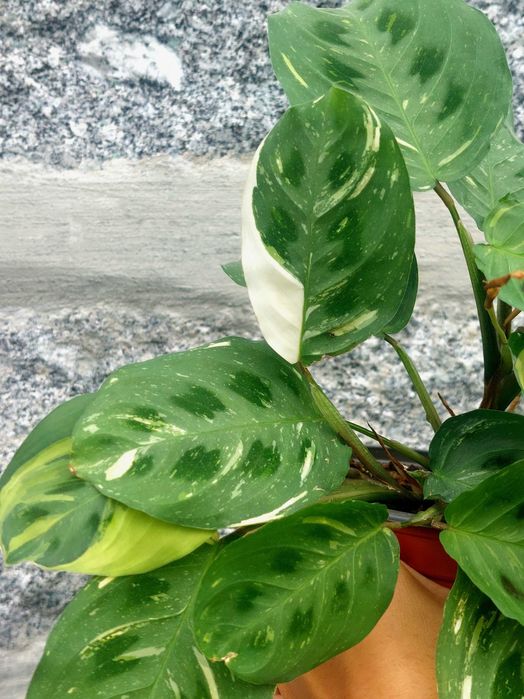 Planta Maranta kerchoveana variegata