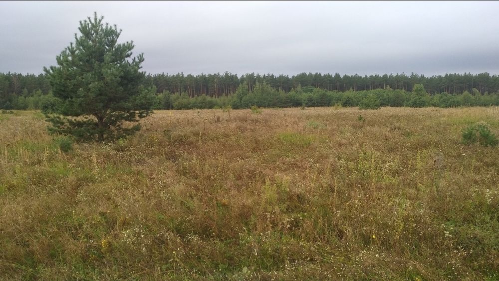 Земля 15,5 сот Липовий Скиток ВЛАСНИК