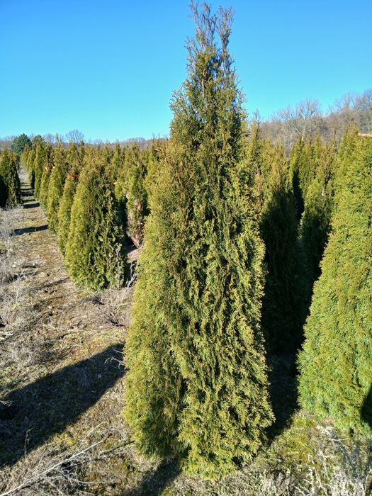 Tuja Szmaragd wysoka żywoplot