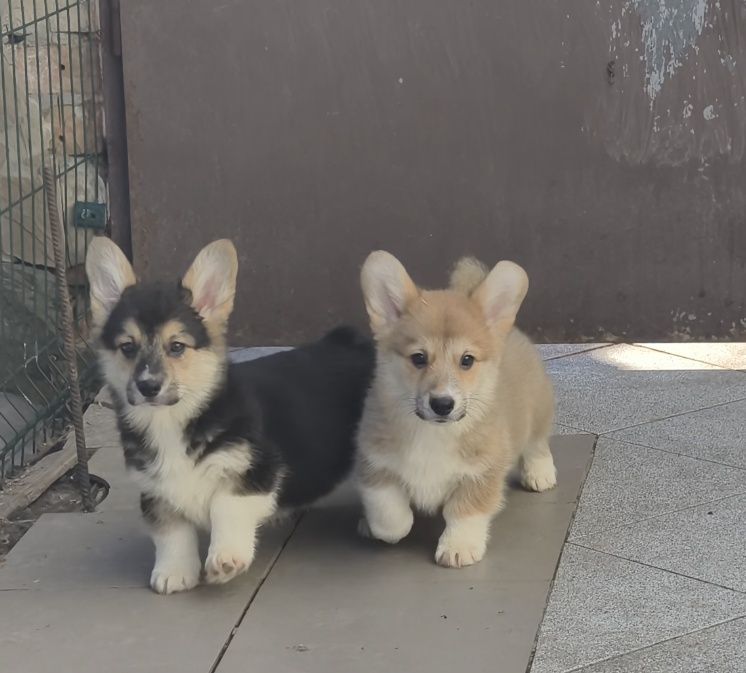 Сумы. Купить щенка корги.