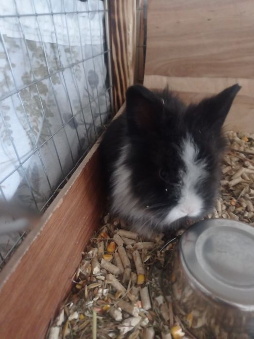 Декоративні кролики