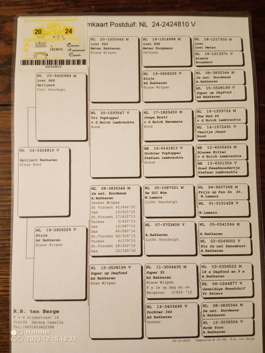 20.Gołębie pocztowe. Samica R.B.ten Berge NL 2024