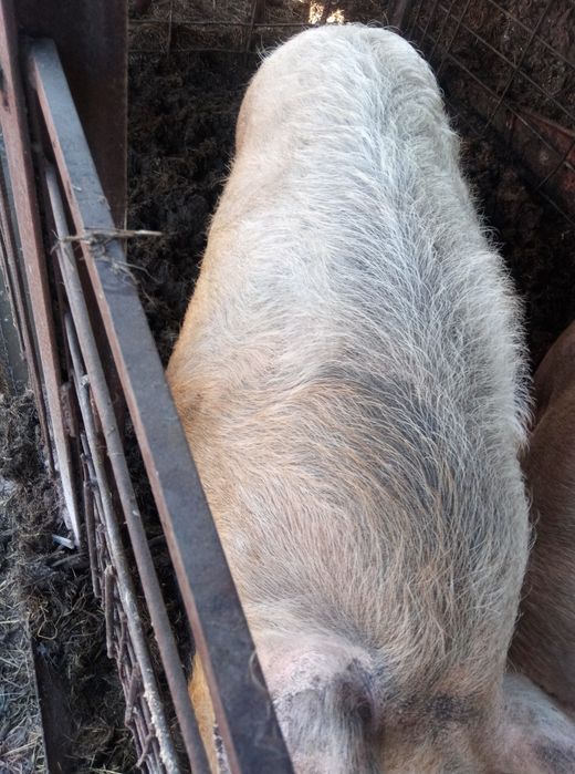 Продам хряка кнура.