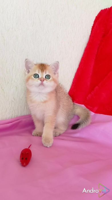 Ручной малыш. Шотландский прямоухий котик золотая шиншилла