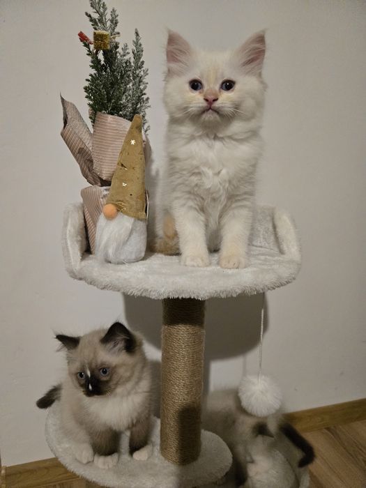 OSTATNI Kocurek Ragdoll FPL