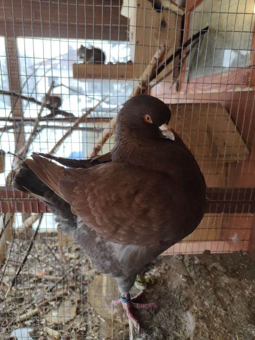 Gołębie Kingi ozdobne