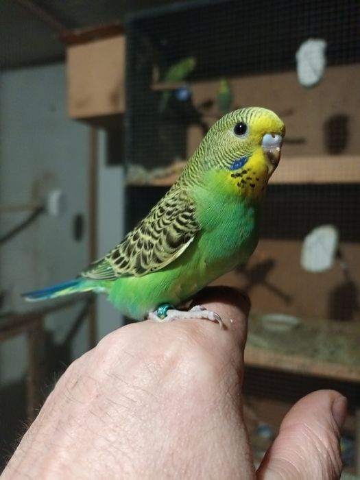 Młode papugi faliste