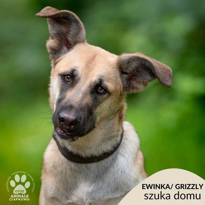 Ewinka szuka domu! OTOZ Animals Ciapkowo