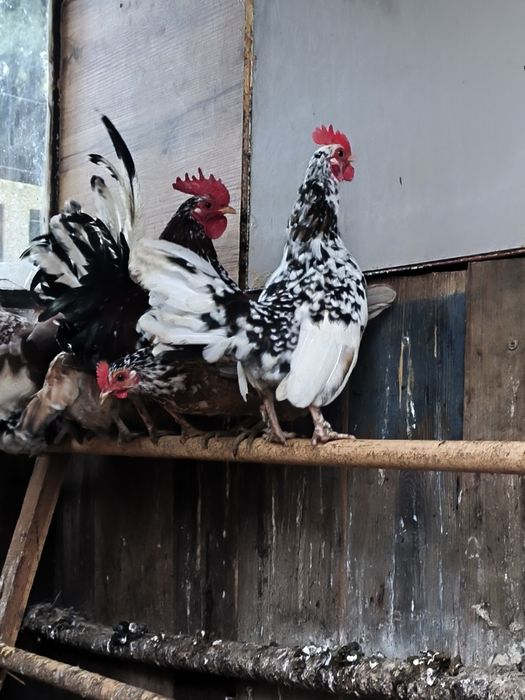 Koguty Liliput liliputki