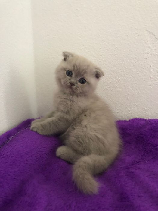 Fêmea Scottish Fold