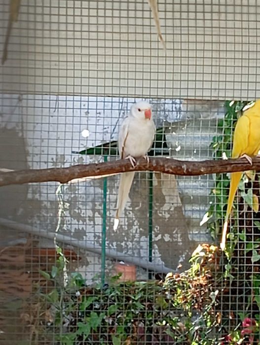 Ring necks 2025 para cedência