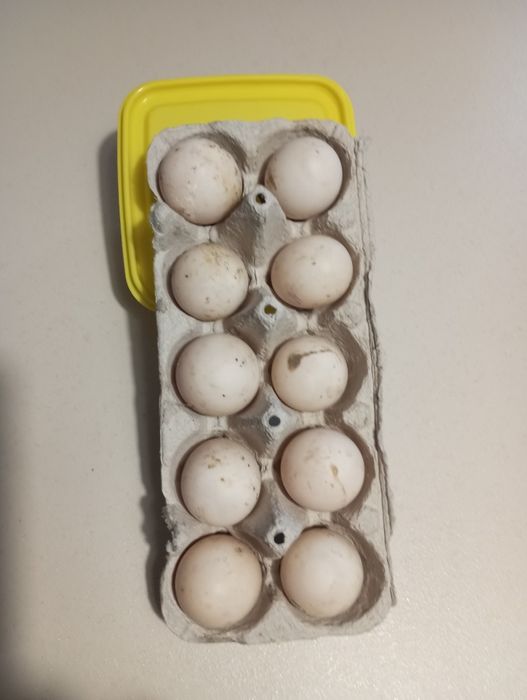 Jajka lęgowe biegusa