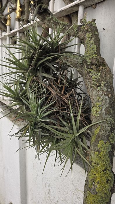 Tilandsia, planta aérea, sem vaso
