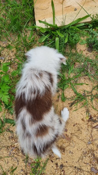 Border Collie suczka red merle