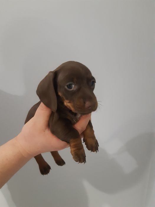 Jamnik krótkowłosy czekoladowy