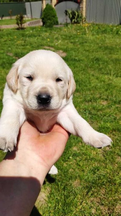 Продаются породные щеночки лабрадора