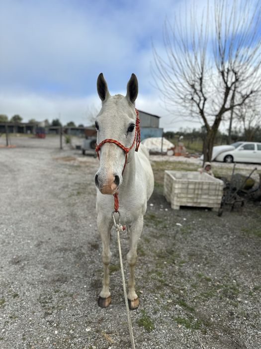 Cavalo Castrado para aulas com 12 anos