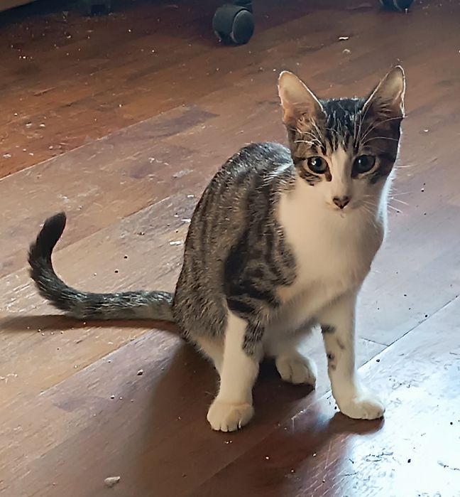 Gatinho macho, com 4 meses, para adoção.