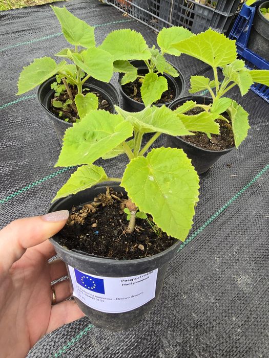 Drzewa tlenowe paulownia wysyłka