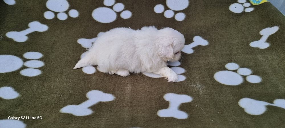 Pequinês macho branco