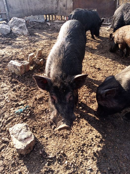 В'єтнамські свині
