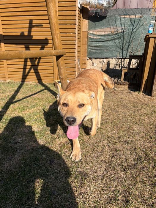 Pies Kaja szuka domu. Oddam psa w dobre rece