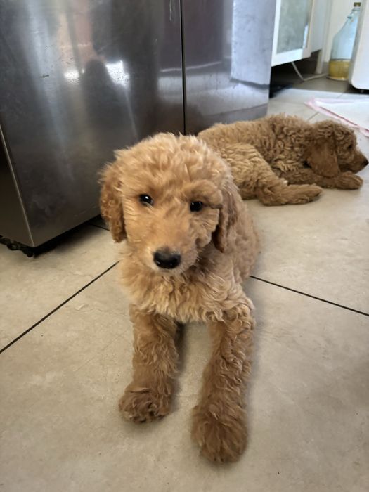 Goldendoodle F1b