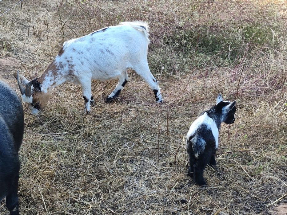 Cabras anãs jovens