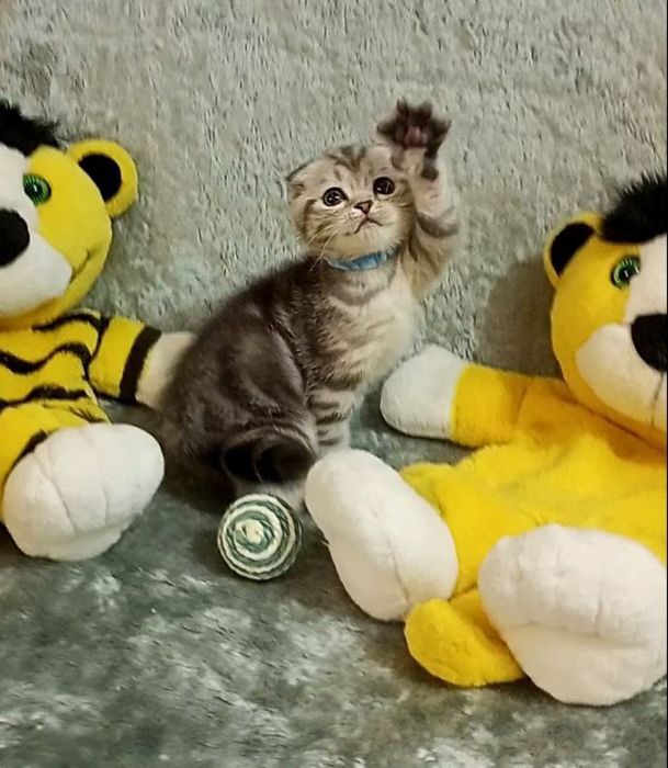 Котята : Славные ребята , наши мраморята .