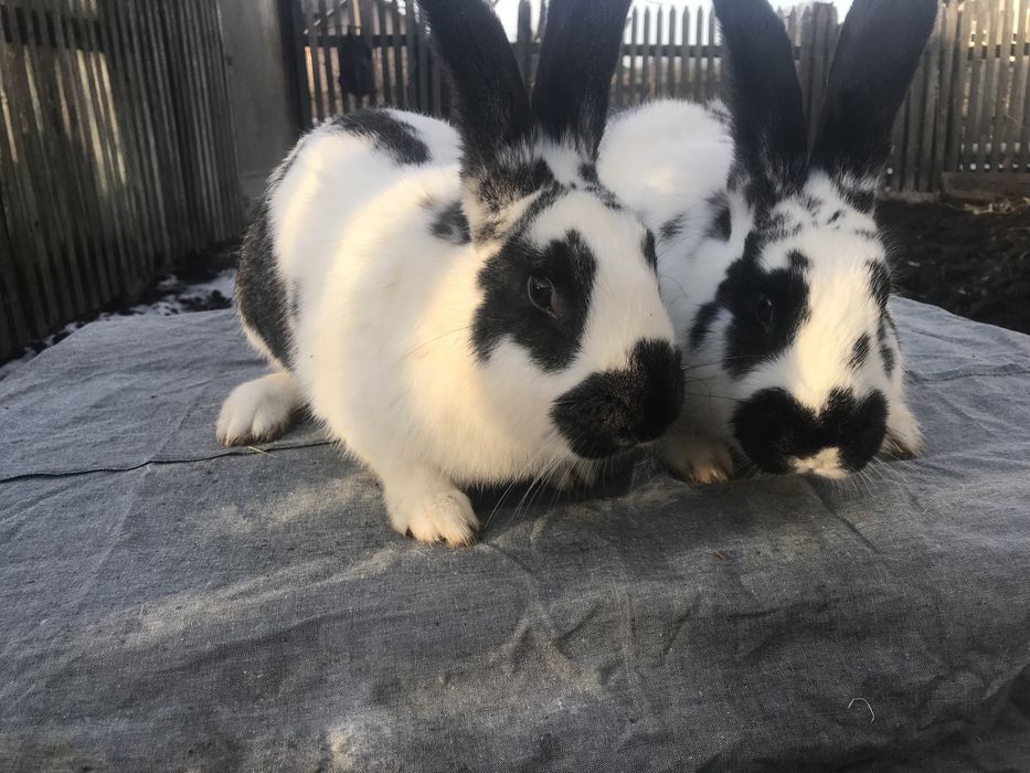 Кролики метелики( змішаних порід).