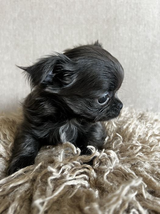 Chihuahua długowłosa sunia