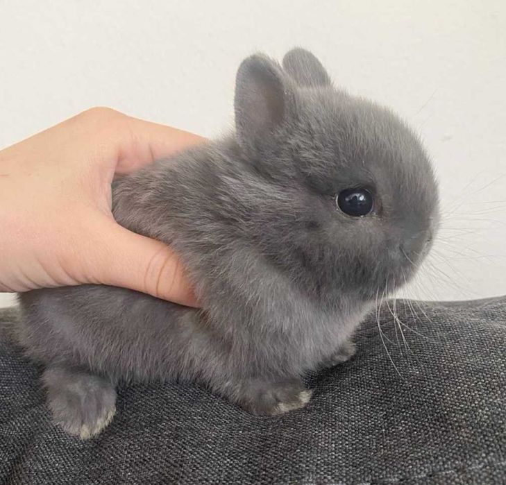 KIT Coelhos anões teddy e mini holandês muito fofos