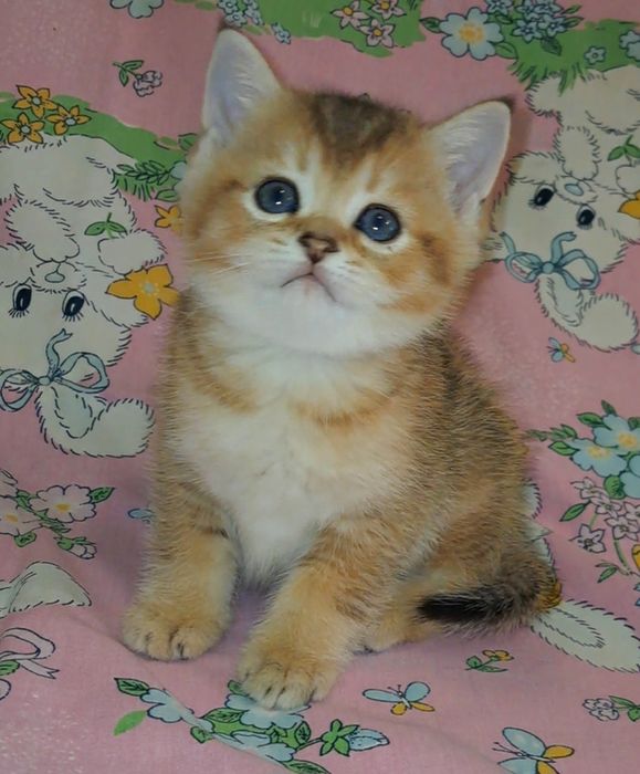 Шотландский котик золотая шиншилла