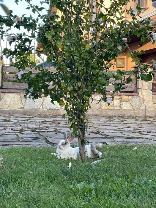 Кролик. Віддам в добрі руки