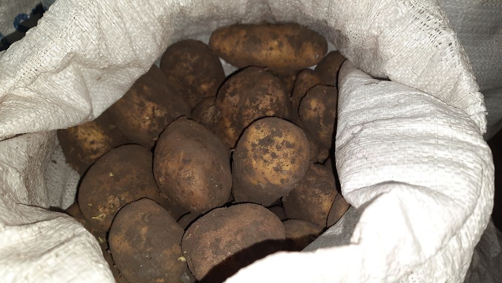 Продам велику картоплю. м.Новоград-Волинский