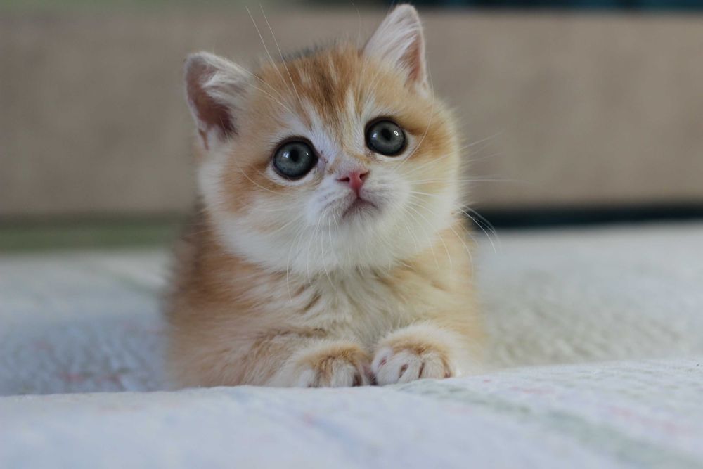 Милий британський хлопчик