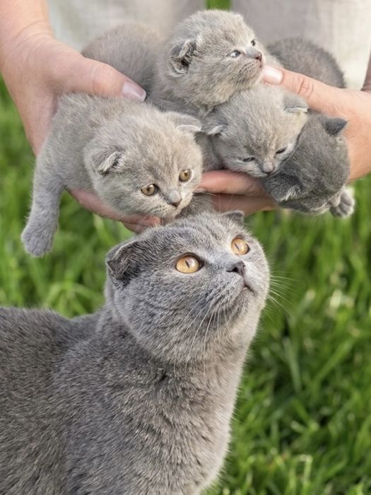 Котики британці.Весловухі.