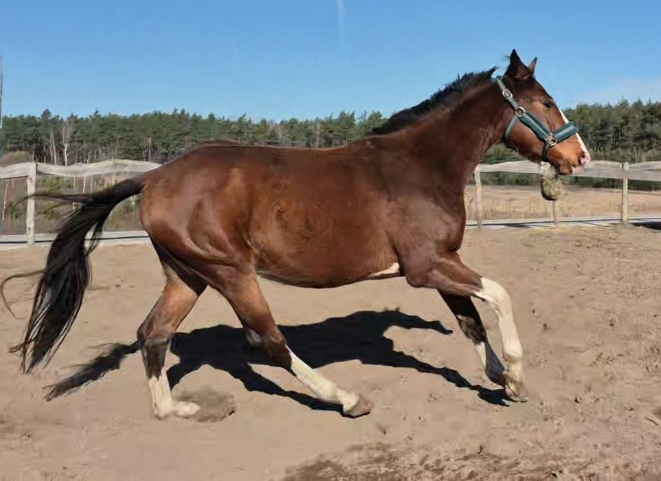 Malowany wałach 3 lata