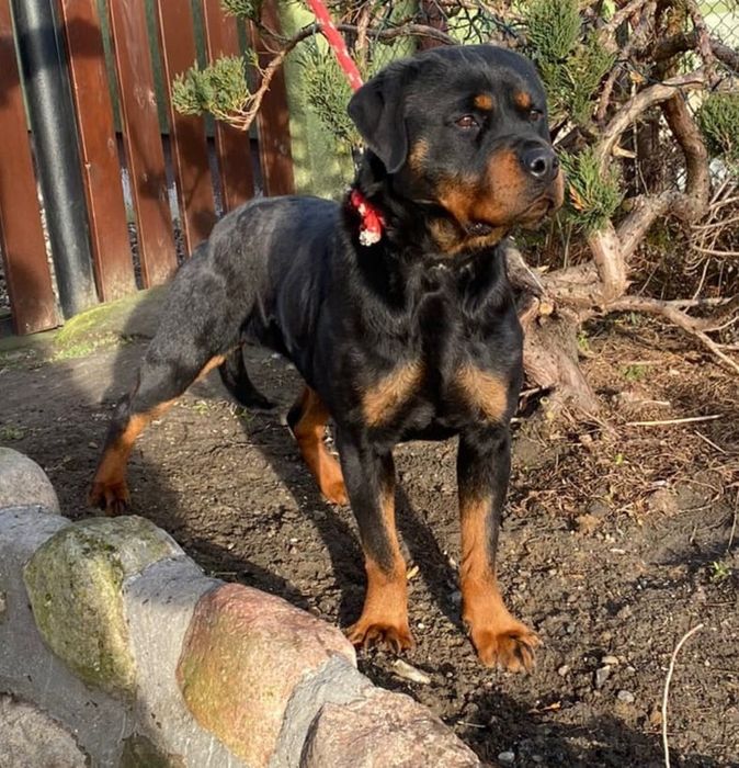 Piesek Rottweiler!