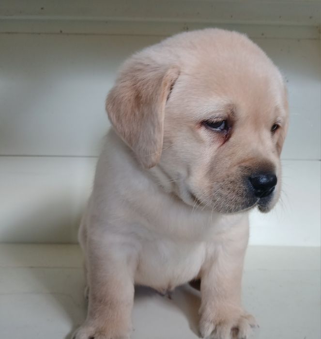 Labrador Retriever macho creme