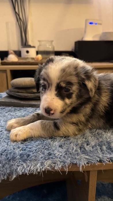 Border collie merle