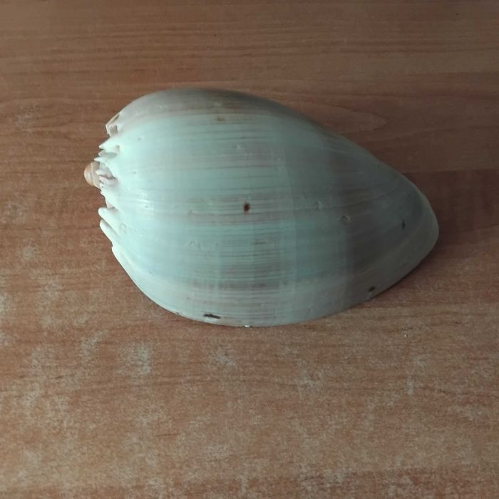 Muszle morskie duże i mniejsza Kolekcja