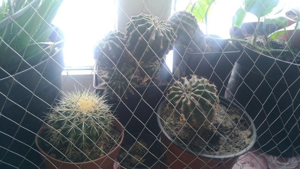 Обмен кактусов и комн.растений или продажа