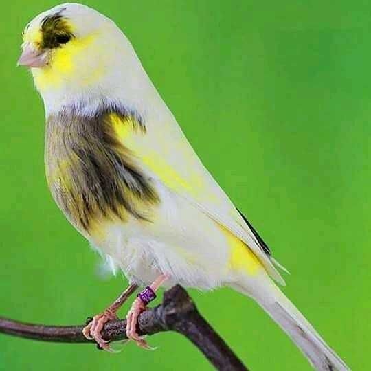 Vendo 300 canários varias raças