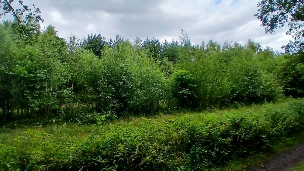 Działka pod lasem-możliwość zabudowy