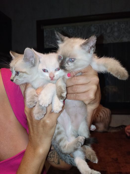 Gatinhos bebés  para adoção